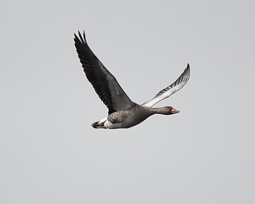 greylag geese